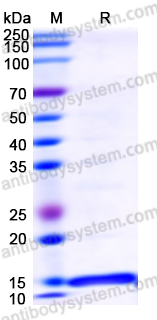 Валидация AntibodySystem YHJ47001