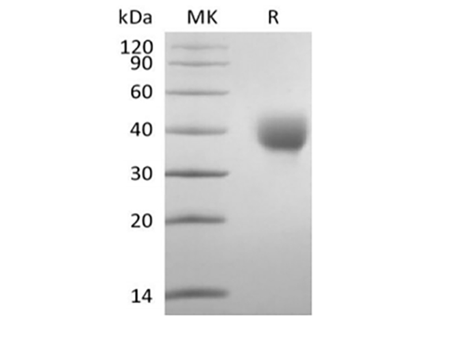 Валидация Elabscience PKSH034006(4237)