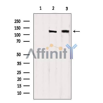 Валидация Affinity AF6047 - 3251
