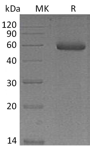 Валидация Elabscience PKSM041301(5197)