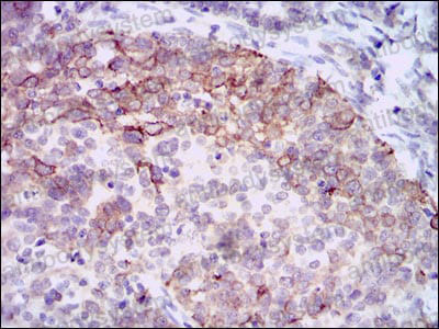 Валидация AntibodySystem RHA05801 (16)