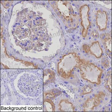 Валидация AntibodySystem RHB10401