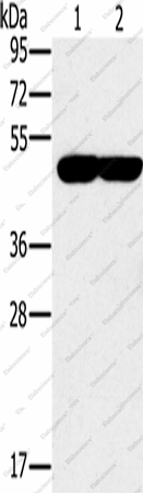 Вестерн-блоттинг, PPOX, клетки K562 и 293T
