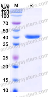 EHE76501, SDS-PAGE