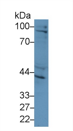 13338