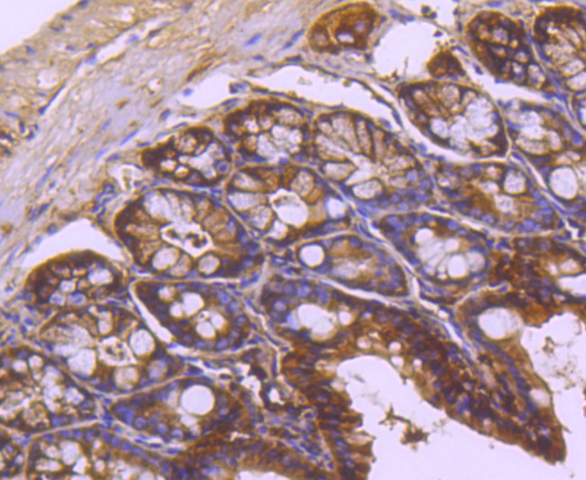 Валидация AssayVector ARM2638(4892)