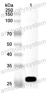 Валидация AntibodySystem PXX20501
