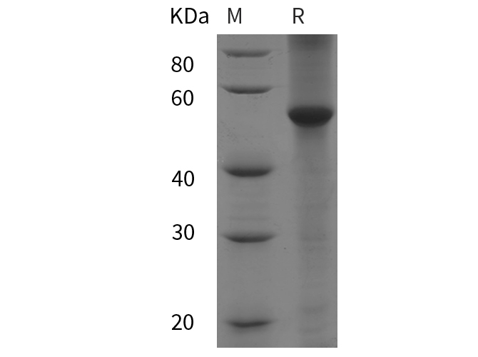 Валидация Elabscience PDEH101016(419)