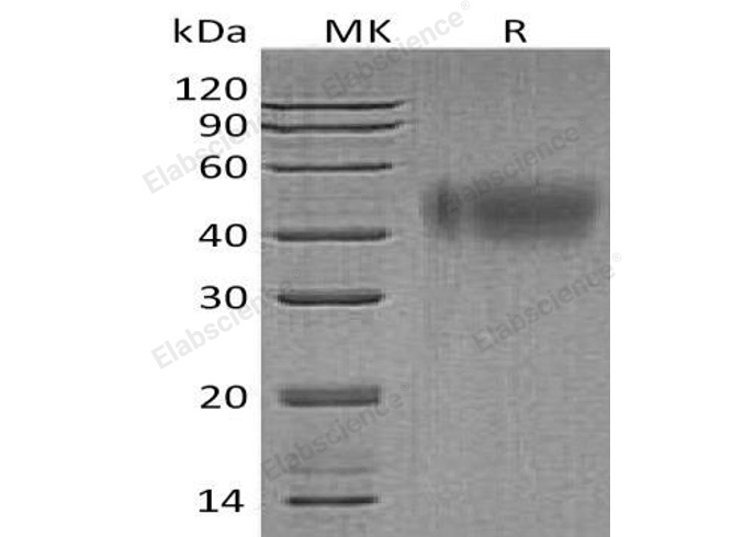 Валидация Elabscience PKSH032605(3052)