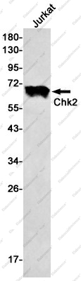 Вестерн-блоттинг, Chk2, клетки Jurkat