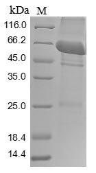 SDS-PAGE