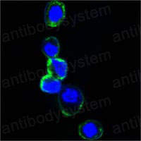 Валидация IF - AntibodySystem RHD48405