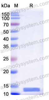 YHB72402, SDS-PAGE