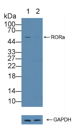 12158
