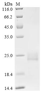 SDS-PAGE