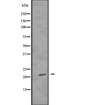 Валидация Affinity DF2996 - 13733
