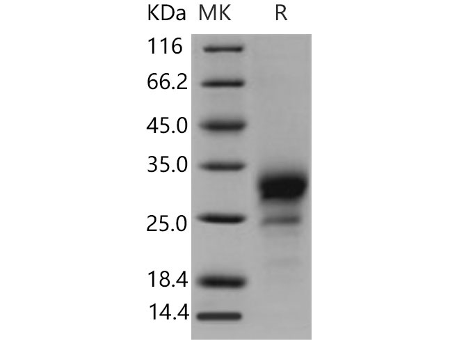 Валидация Elabscience PKSM040839(4801)