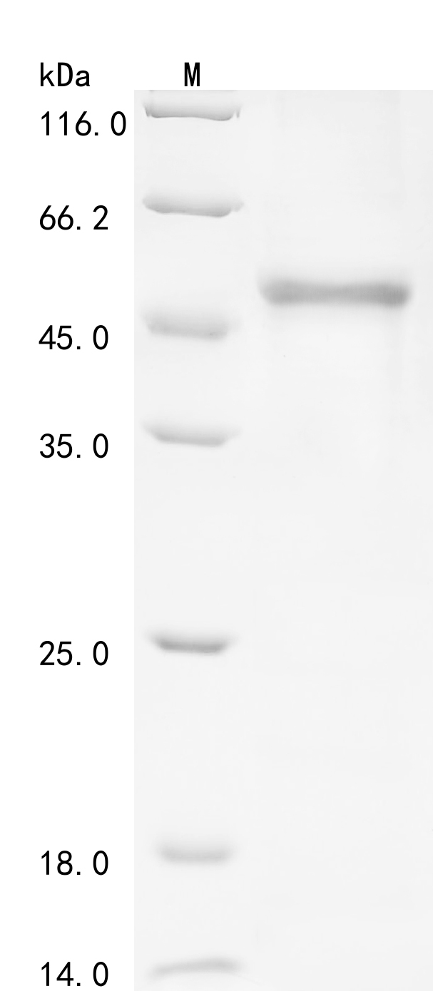 SDS-PAGE