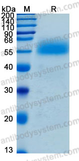 Валидация AntibodySystem AHF69501
