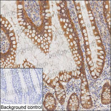 Валидация AntibodySystem RHA10503