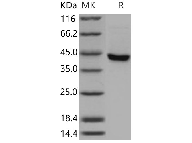 Валидация Elabscience PKSM040799(4763)
