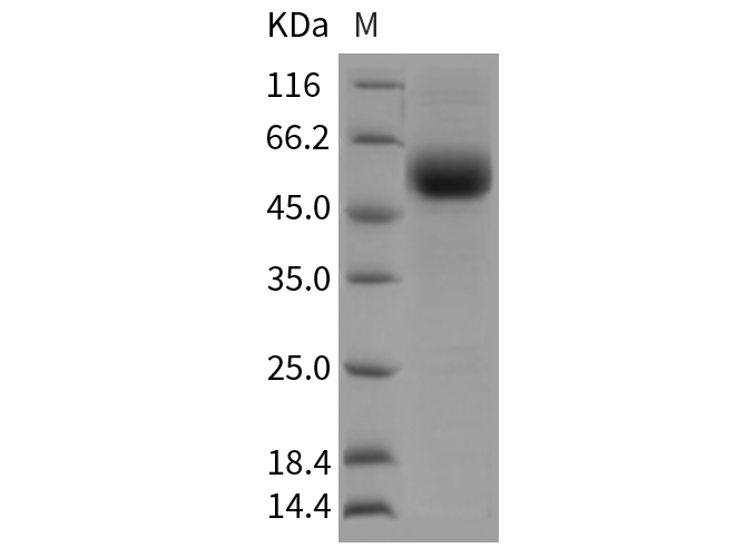 Валидация Elabscience PKSR030350(5691)