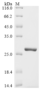 SDS-PAGE