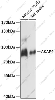 Вестерн-блоттинг, AKAP4, различные клеточные линии
