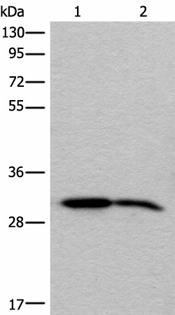 Валидация Elabscience E-AB-52592