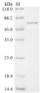 SDS-PAGE