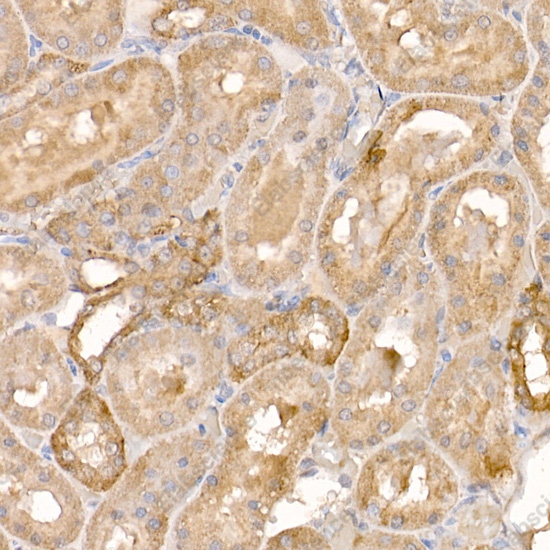 Иммуногистохимия, P23/PTGES3, ткань почки крысы