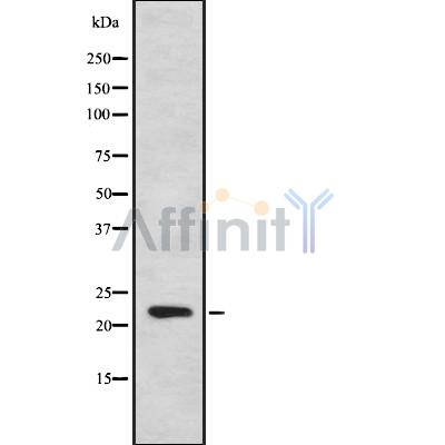 Валидация Affinity DF8972 - 21159