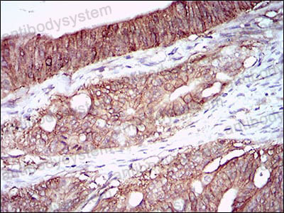 Валидация AntibodySystem RHH37204 (3284)