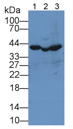 11954