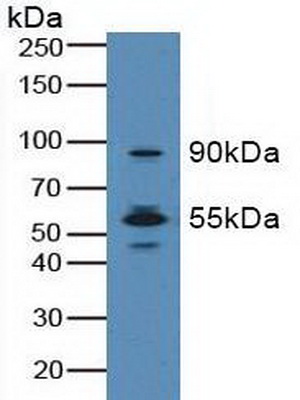 4927