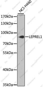 Вестерн-блоттинг, LEPREL1, клетки NCI-H460