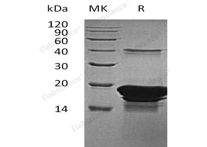 Валидация Elabscience PKSH032381(2865)
