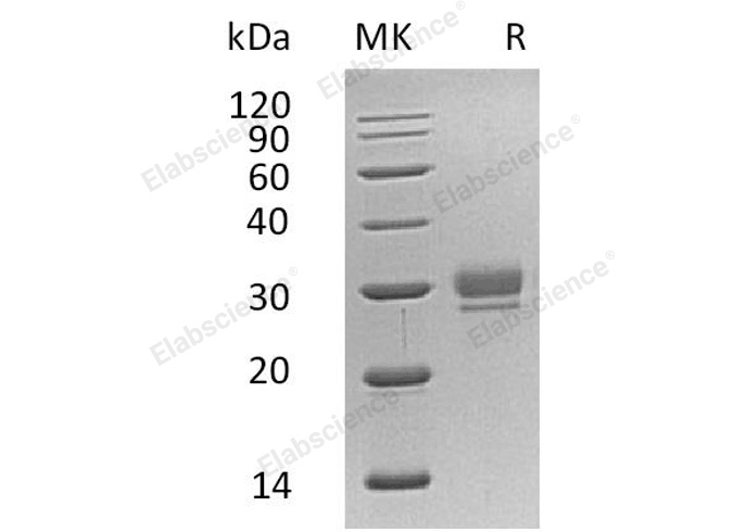 Валидация Elabscience PKSH032288(2790)