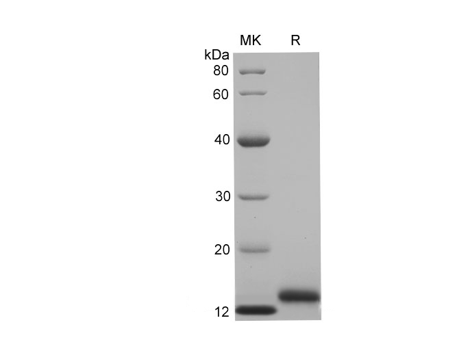 Валидация Elabscience PDEH100694(169)