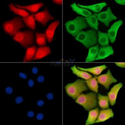 Валидация Affinity DF14571 - 10573