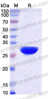 YHB76201, SDS-PAGE