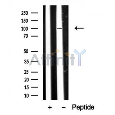 Валидация Affinity DF10349 - 5972