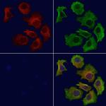 Валидация AssayVector ARM2047(3112)