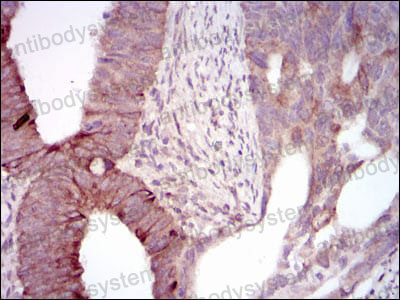 Валидация AntibodySystem RHG86803