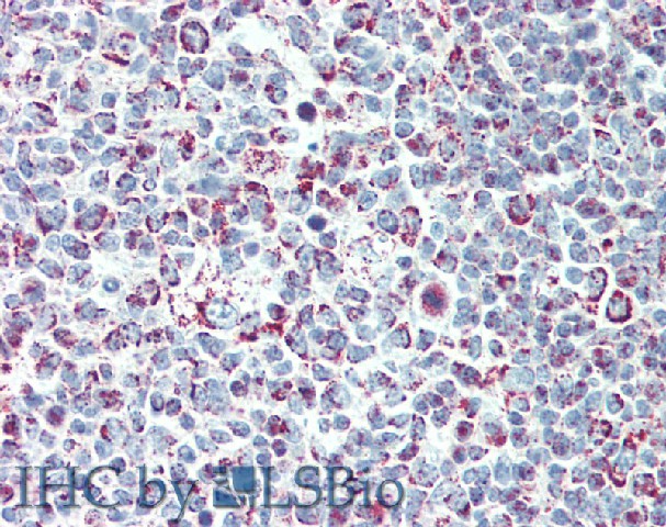 Валидация Elabscience E-AB-13743