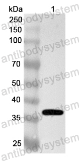 Валидация AntibodySystem PHA68301