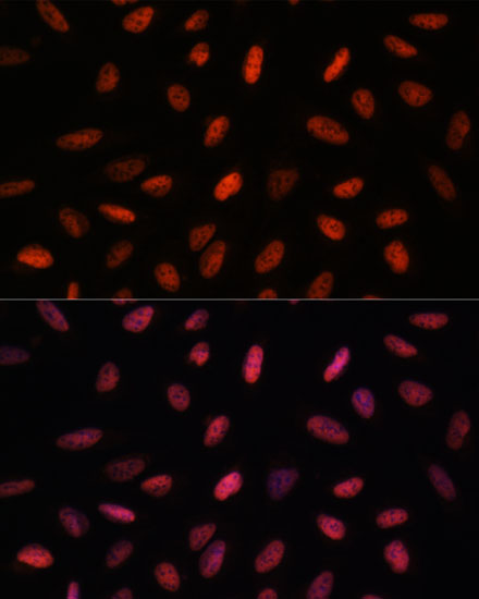Валидация Elabscience E-AB-66485