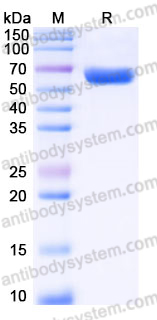 EHH99201, SDS-PAGE