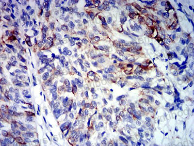 Валидация AntibodySystem RHC93404