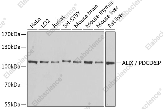 Вестерн-блоттинг, ALIX/PDCD6IP, различные клеточные линии